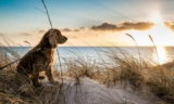 Reisen verleiht Hund und Herrchen neue Kraft